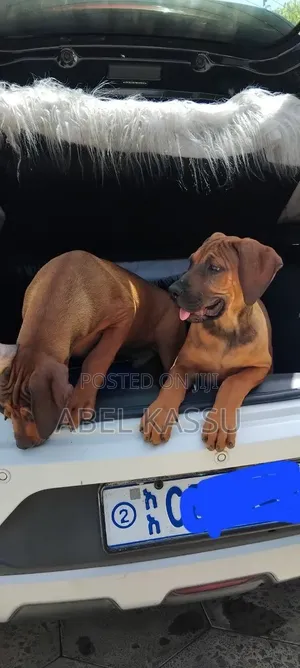 1-3 months Female Purebred Boerboel