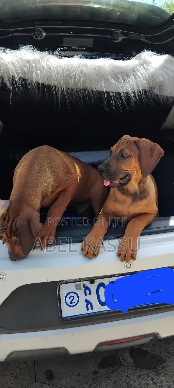 1-3 months Female Purebred Boerboel