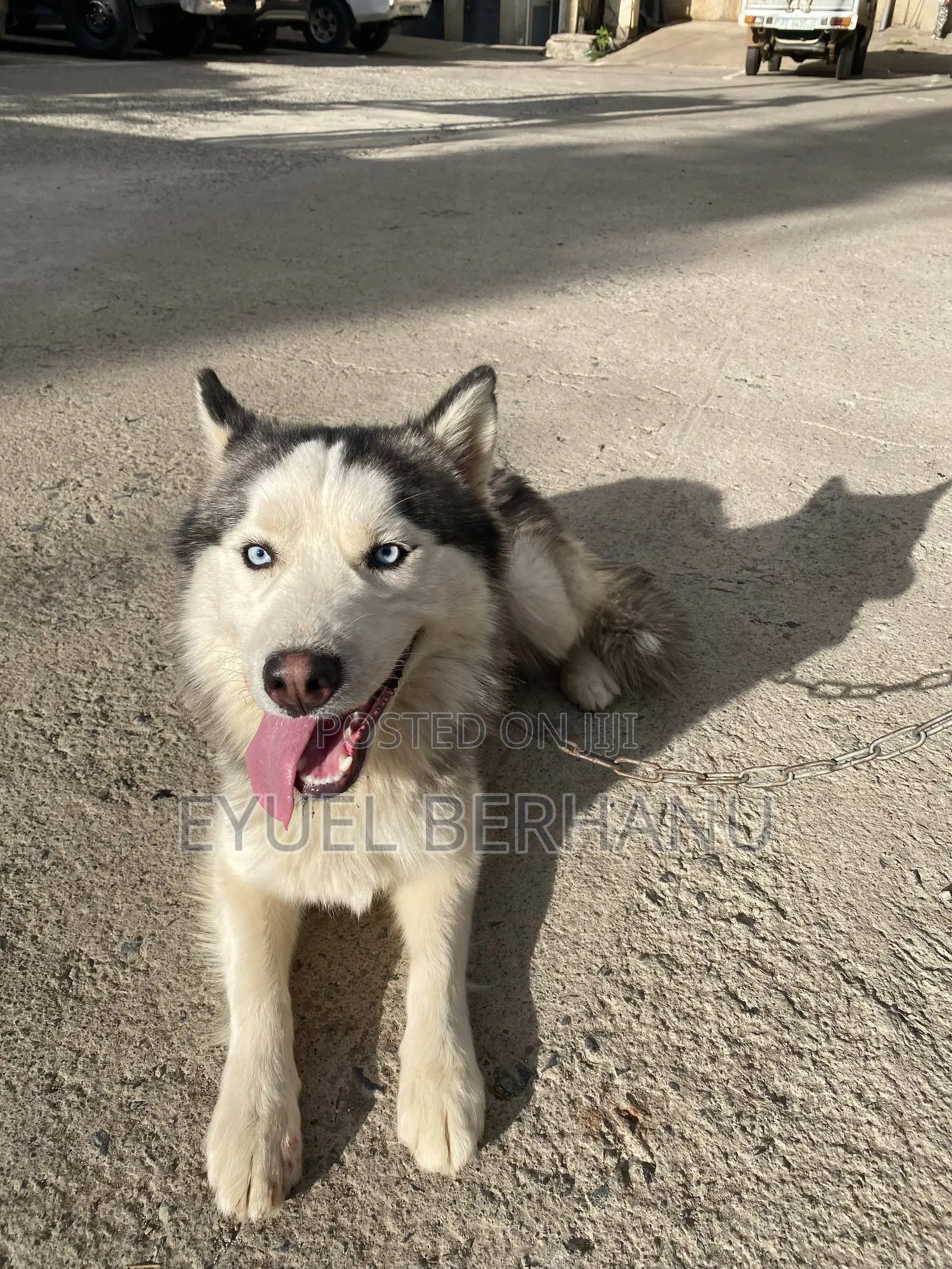6-12 months Male Purebred Siberian Husky