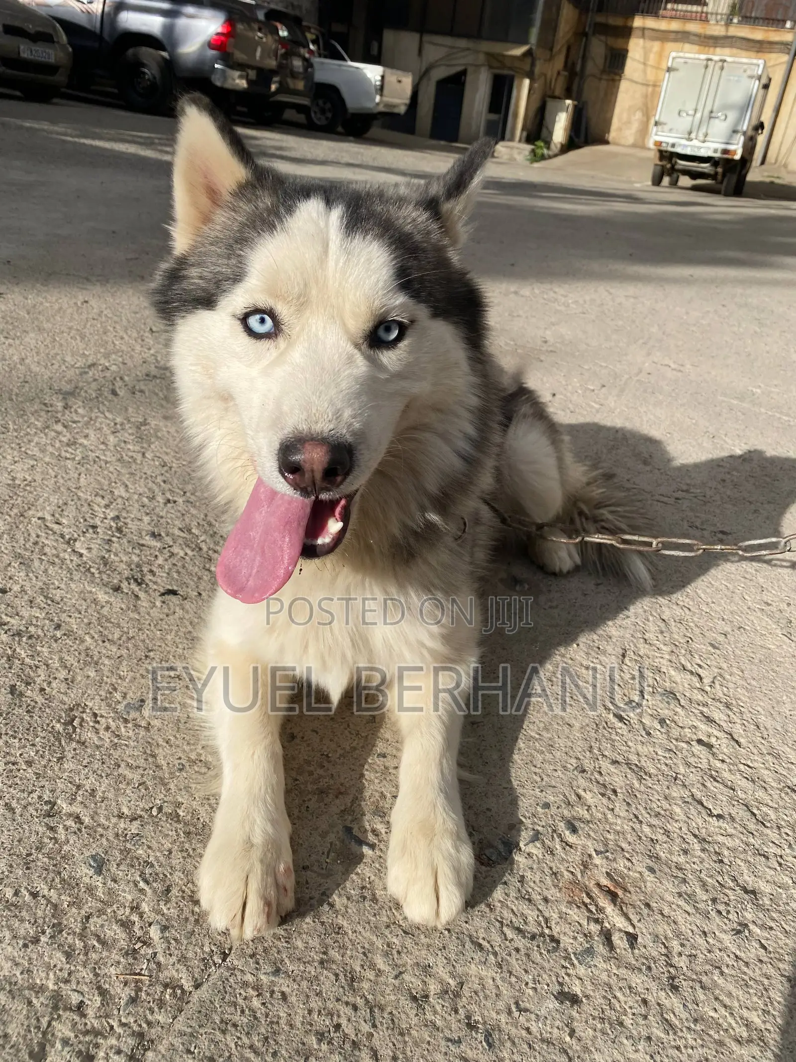 6-12 months Male Purebred Siberian Husky