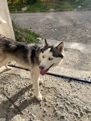 6-12 months Male Purebred Siberian Husky