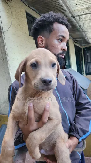 3-6 months Male Mixed Breed Cane Corso