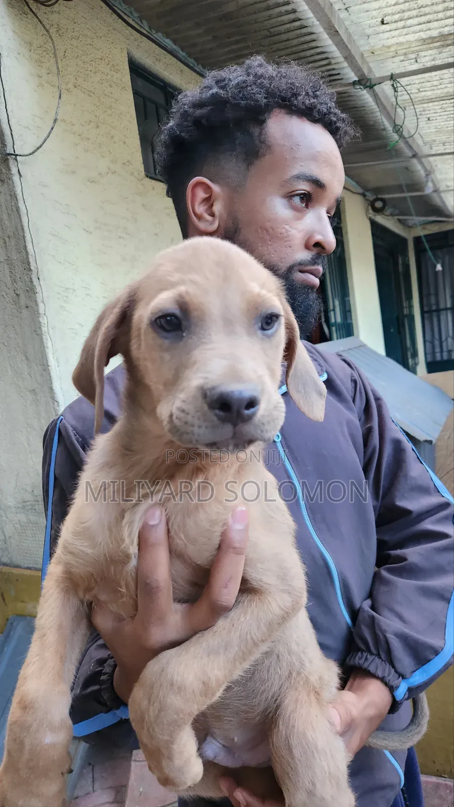 3-6 months Male Mixed Breed Cane Corso