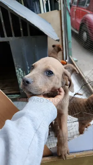 3-6 months Male Mixed Breed Cane Corso