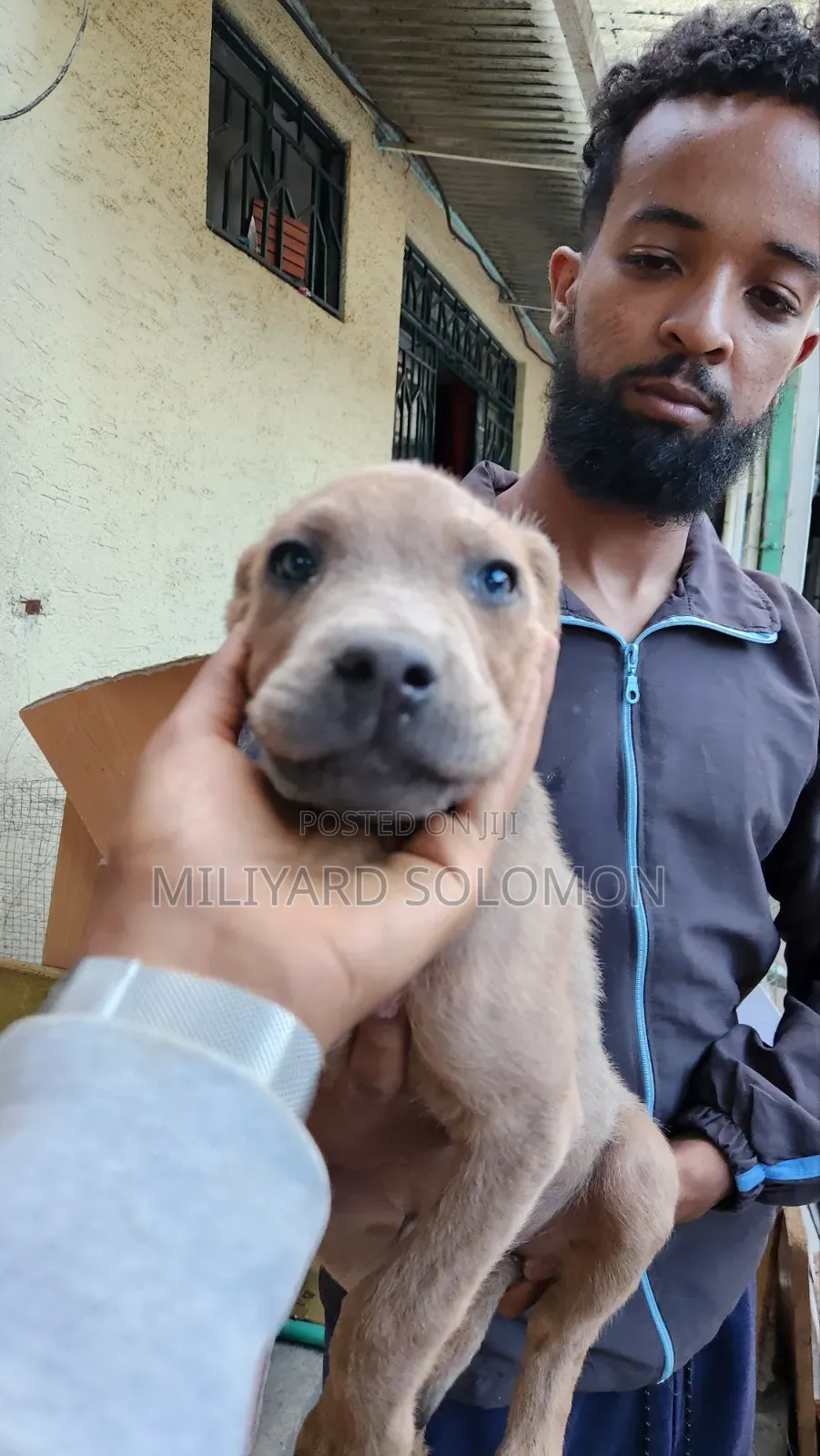 3-6 months Male Mixed Breed Cane Corso