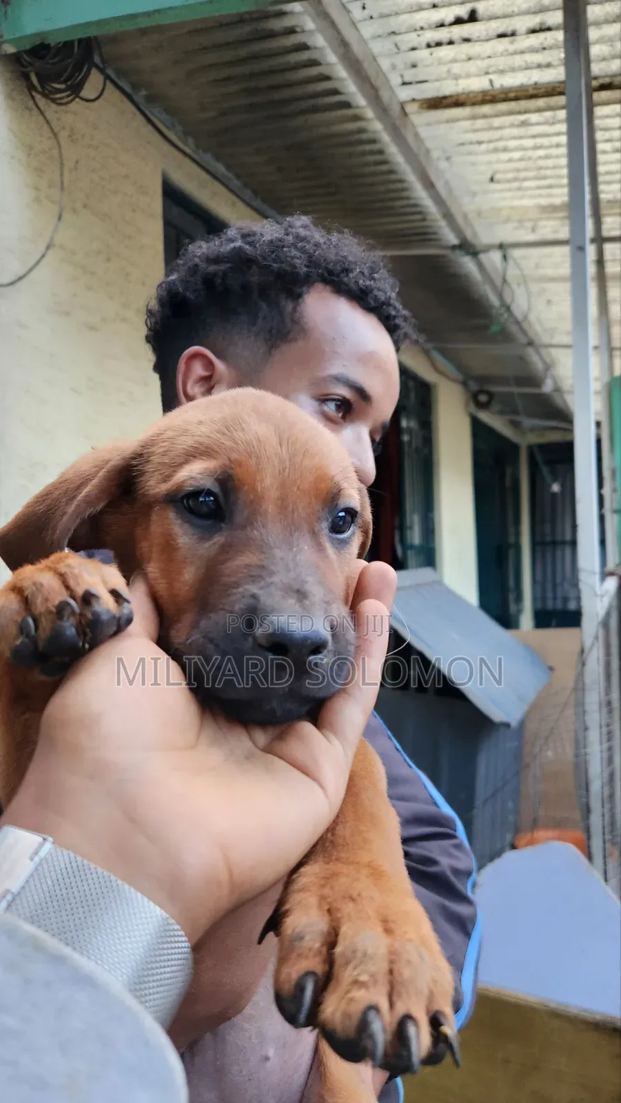 3-6 months Female Mixed Breed Cane Corso