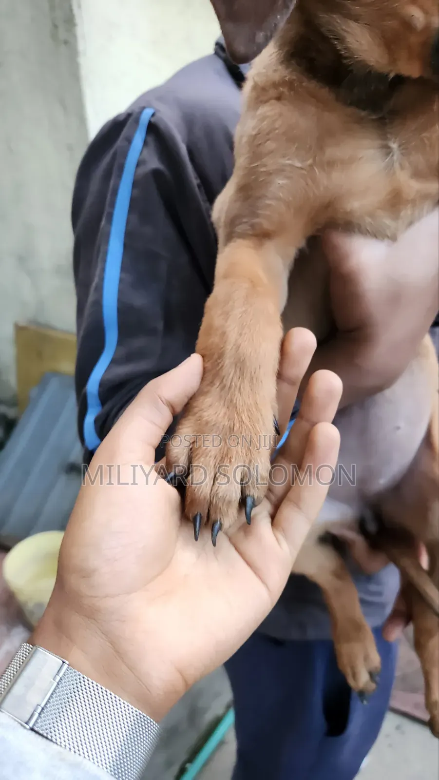 3-6 months Female Mixed Breed Cane Corso