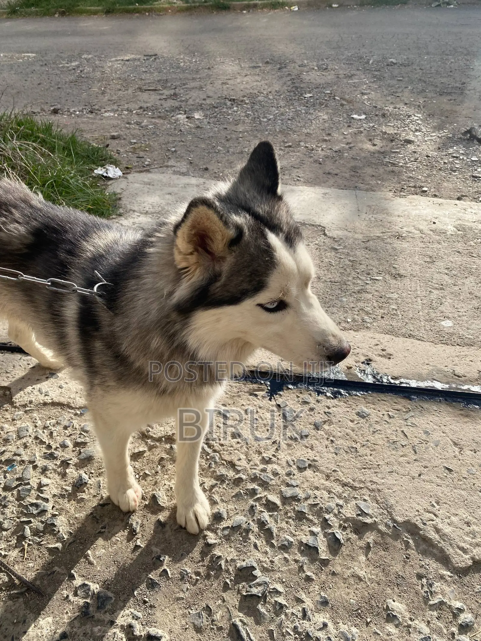 6-12 months Male Purebred Siberian Husky