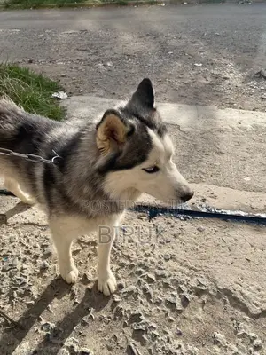 6-12 months Male Purebred Siberian Husky