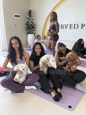 1-3 months Male Purebred Maltese