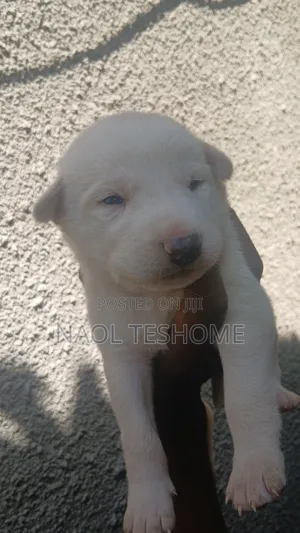1-3 months Male Purebred Siberian Husky
