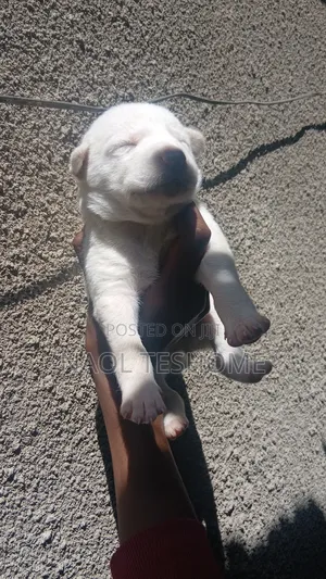 1-3 months Male Purebred Siberian Husky