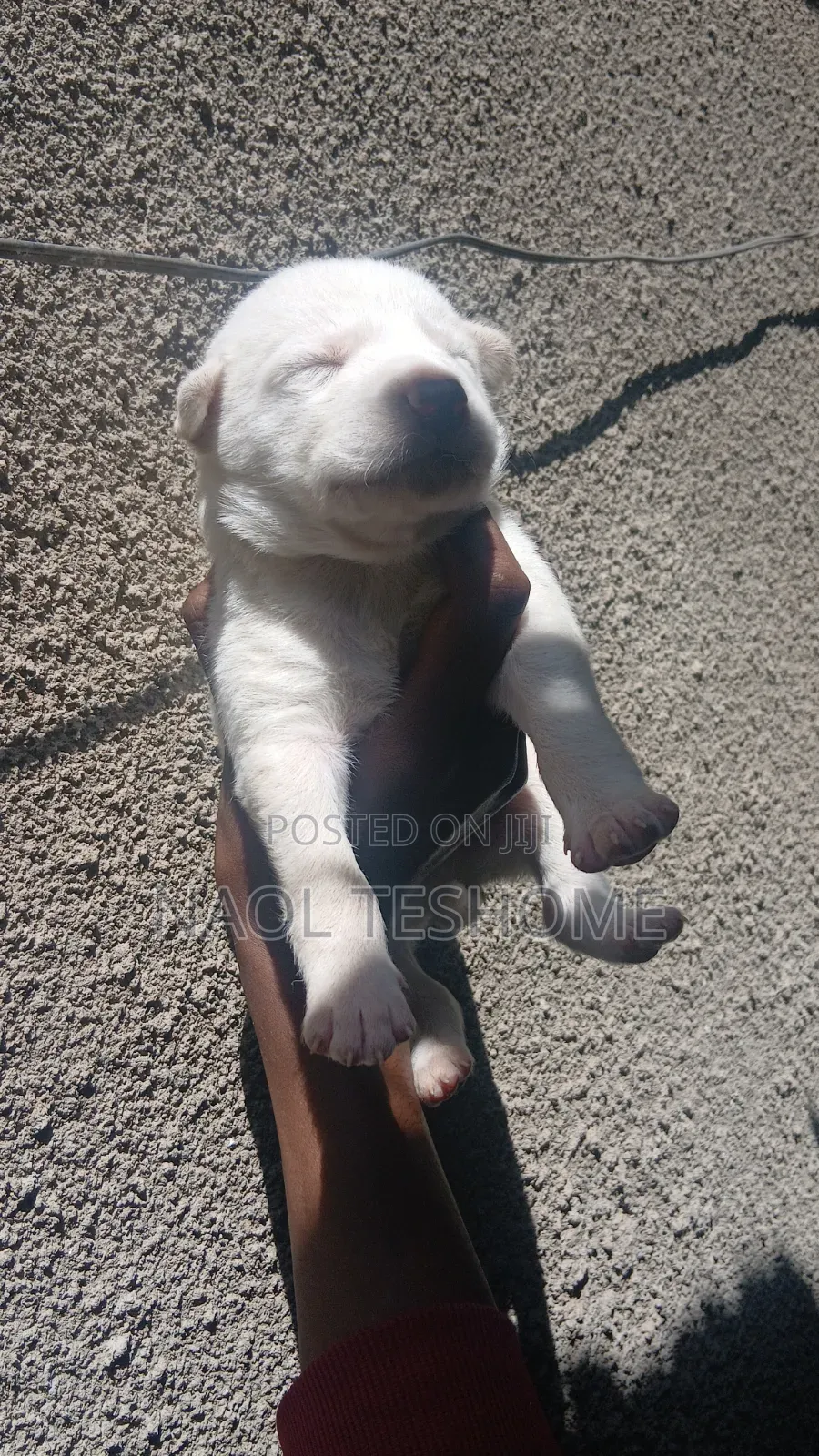 1-3 months Male Purebred Siberian Husky