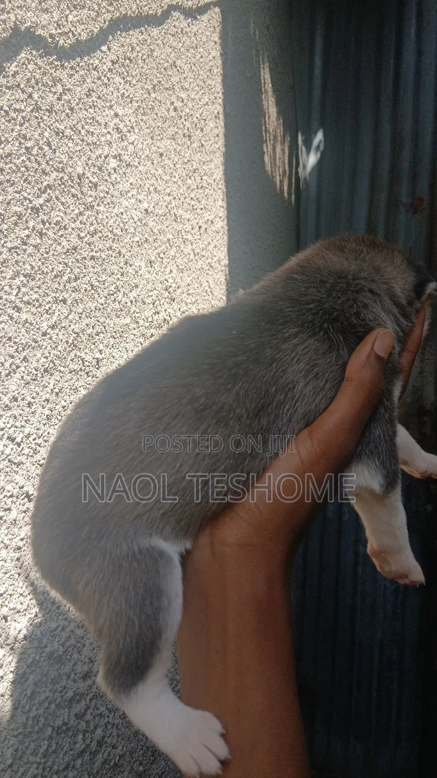 1-3 months Male Purebred Siberian Husky