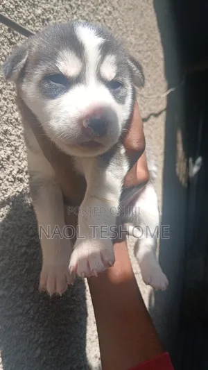 1-3 months Male Purebred Siberian Husky