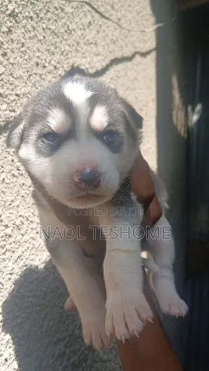 1-3 months Male Purebred Siberian Husky