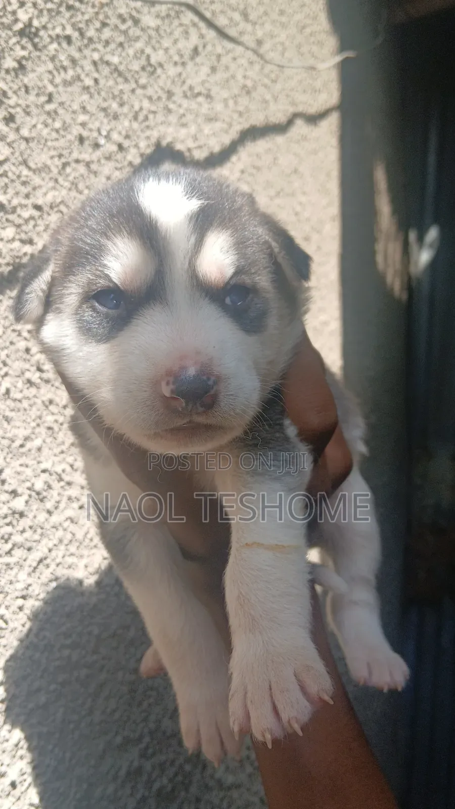 1-3 months Male Purebred Siberian Husky