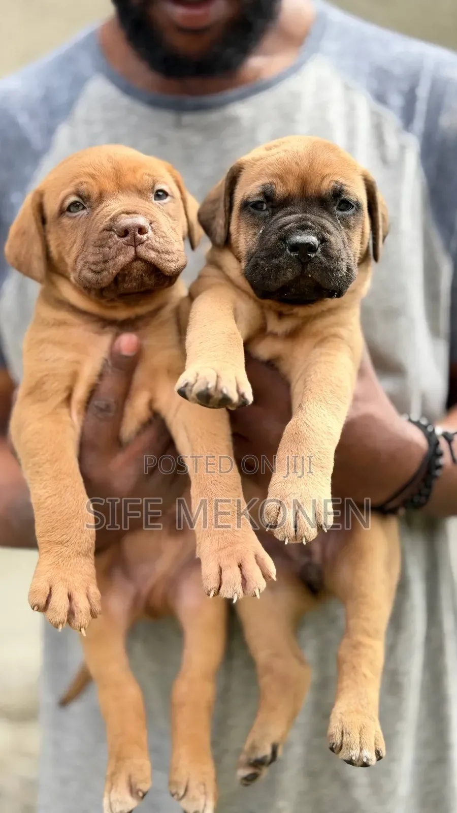 1-3 months Male Purebred Bullmastiff