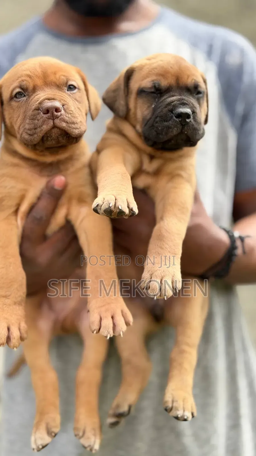 1-3 months Male Purebred Bullmastiff