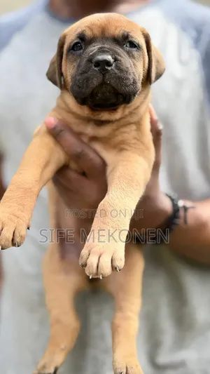 1-3 months Male Purebred Bullmastiff