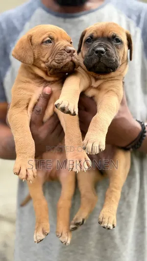 1-3 months Male Purebred Bullmastiff