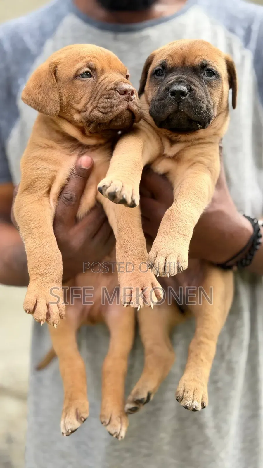 1-3 months Male Purebred Bullmastiff