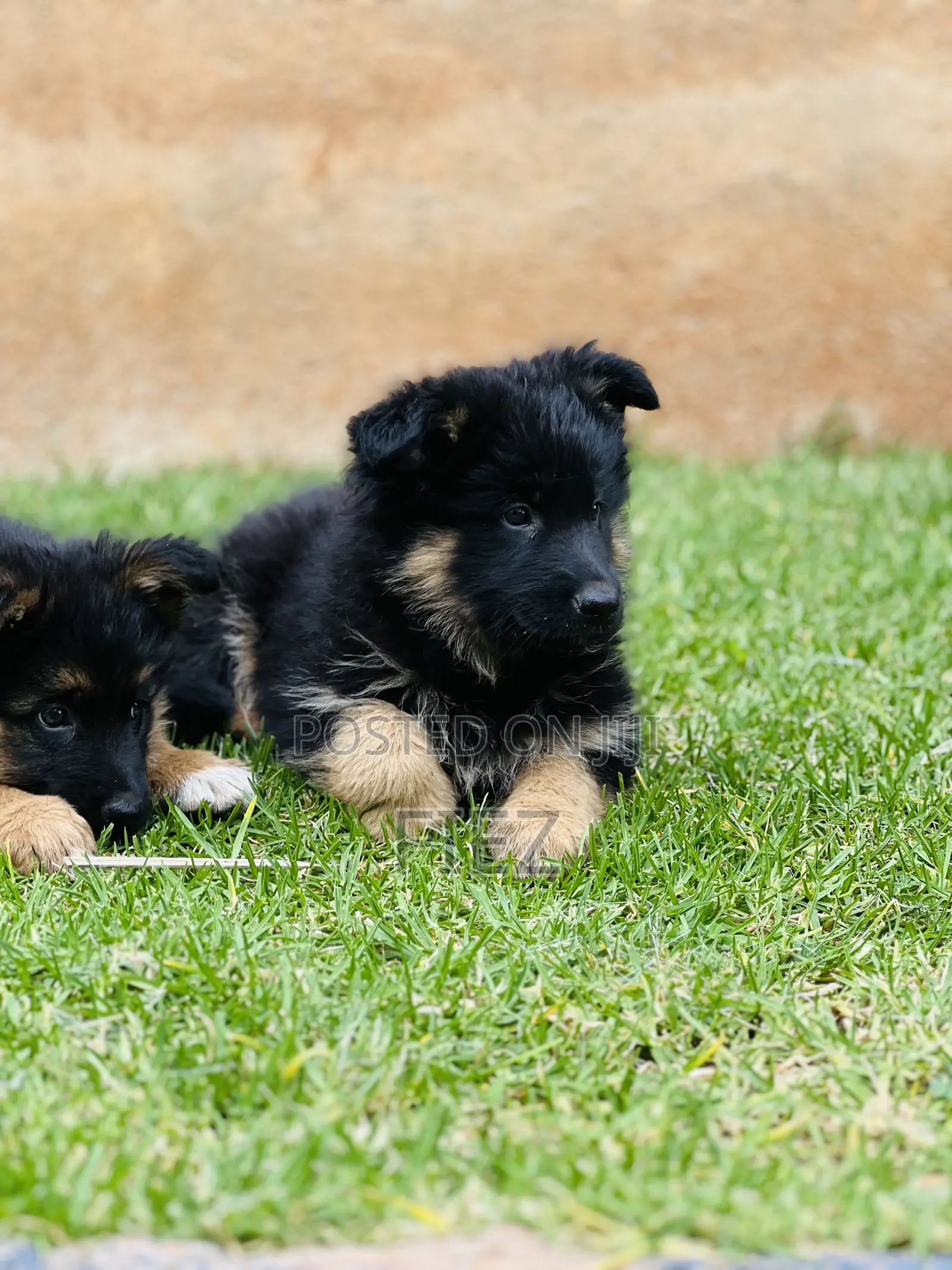 1-3 months Male Purebred German Shepherd