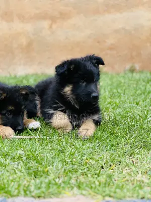 1-3 months Male Purebred German Shepherd