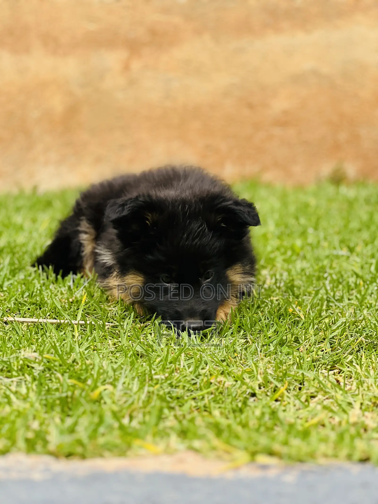 1-3 months Male Purebred German Shepherd