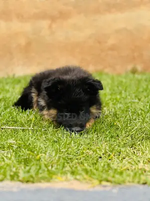 1-3 months Male Purebred German Shepherd