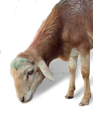 እንዳያመልጥዎ የስጋ በግ ከእኛ ጋ ያገኛሉ