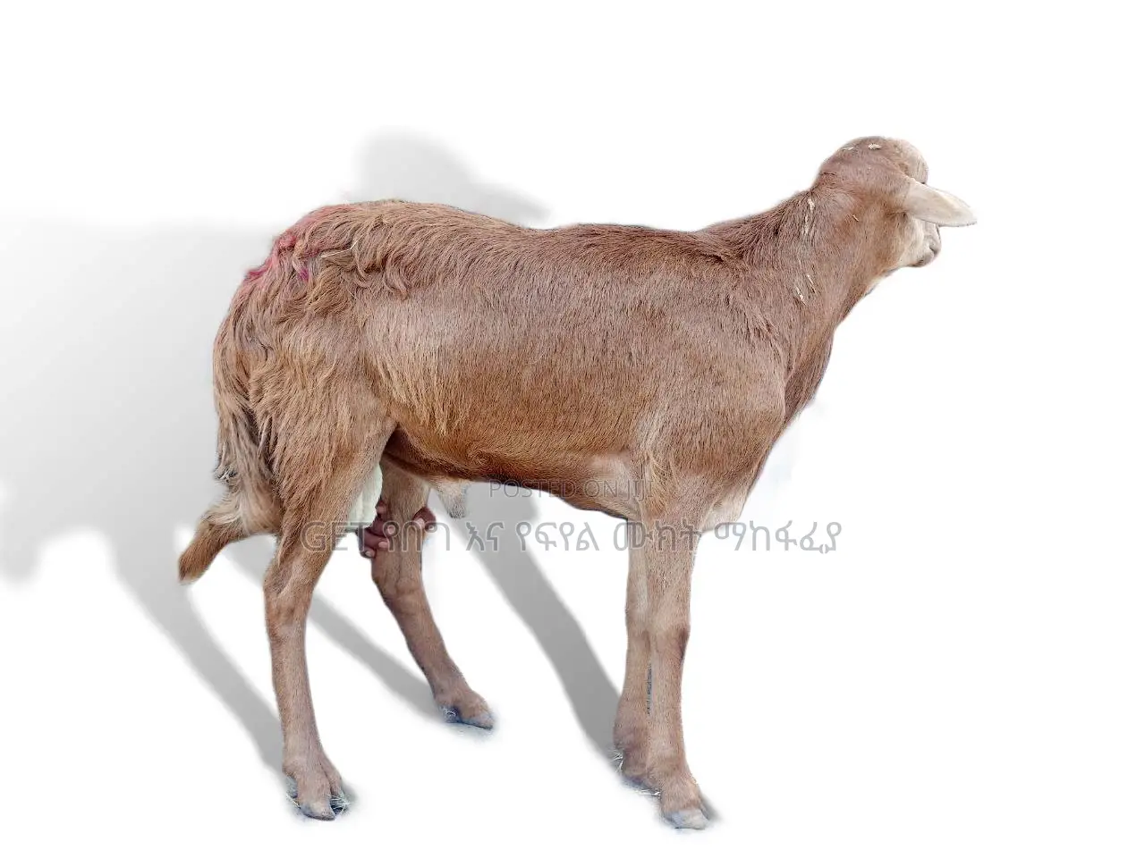 እንዳያመልጥዎ የስጋ በግ ከእኛ ጋ ያገኛሉ