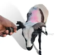 የስጋ በግ ግንቦት 2018