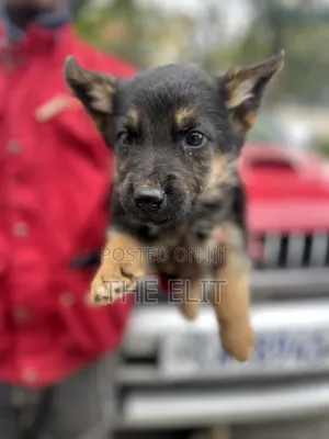 1-3 months Male Purebred German Shepherd