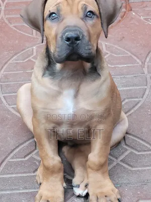 1-3 months Male Purebred Boerboel