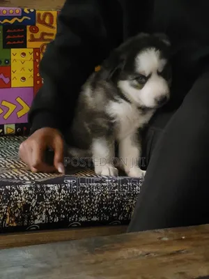 1-3 months Male Purebred Siberian Husky