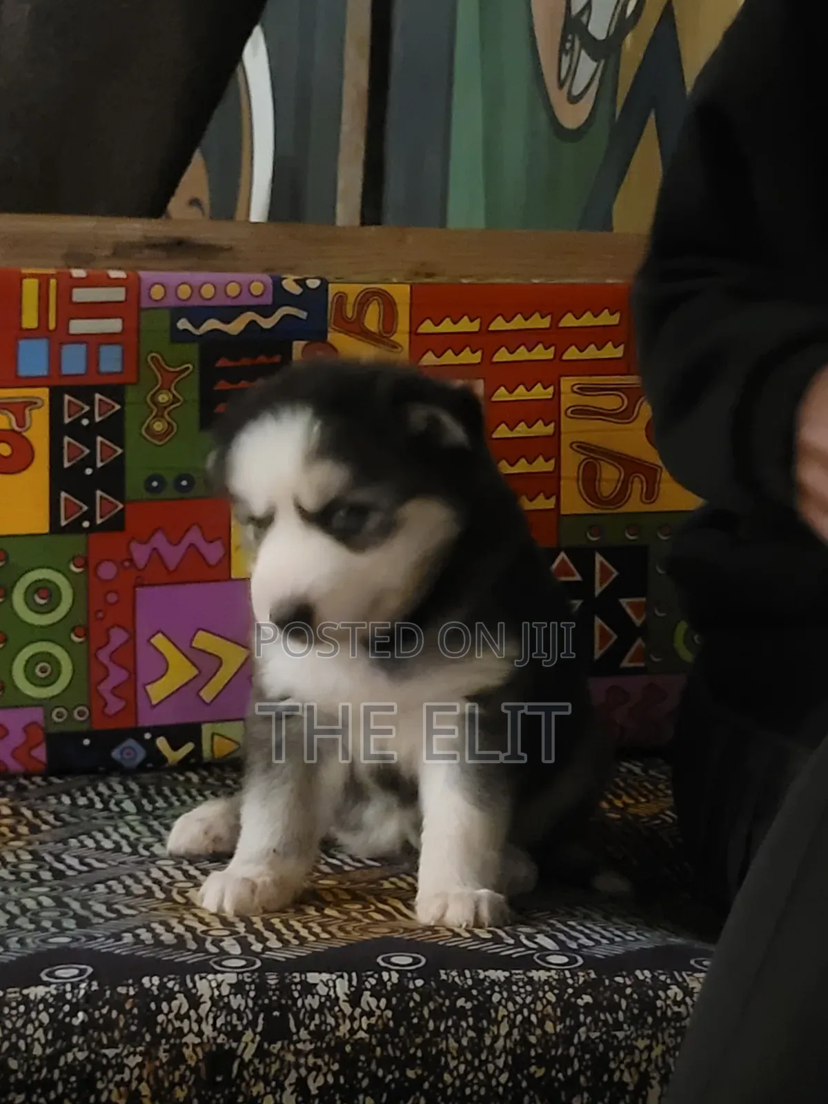 1-3 months Male Purebred Siberian Husky