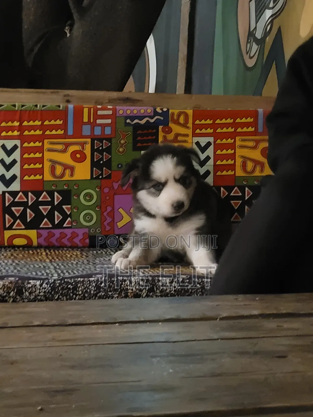 1-3 months Male Purebred Siberian Husky