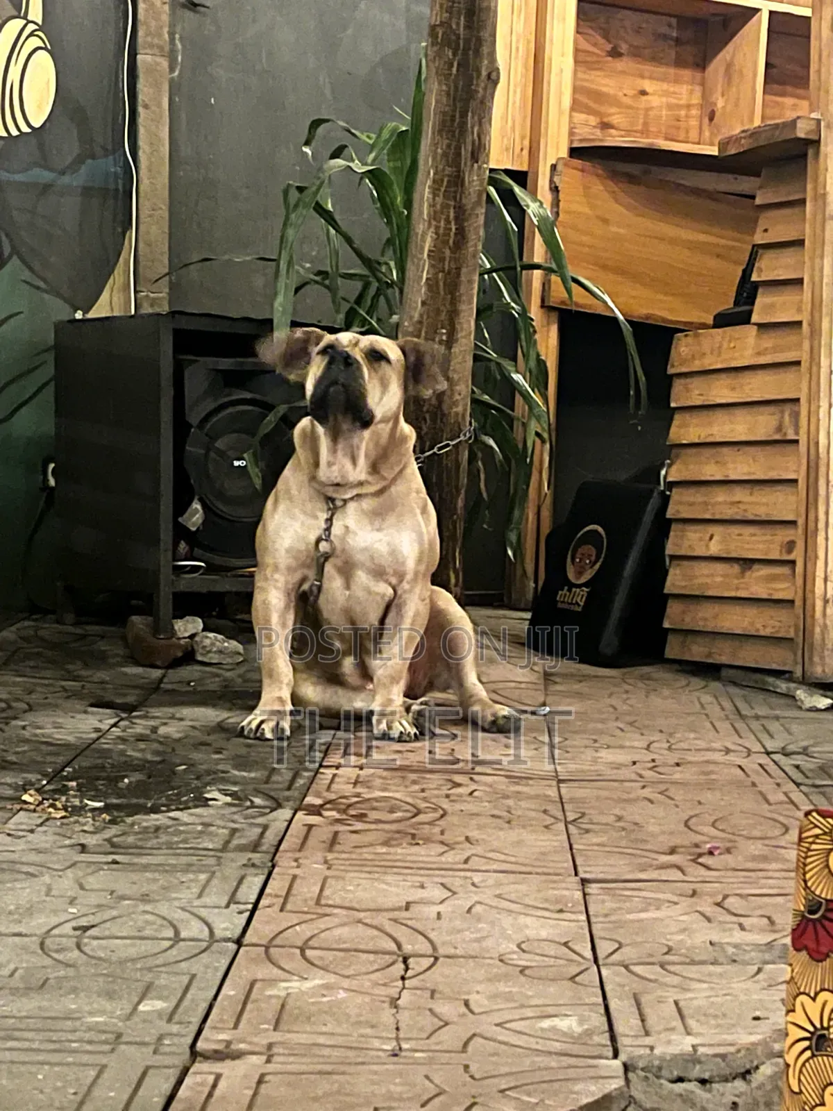1-3 months Male Purebred Boerboel