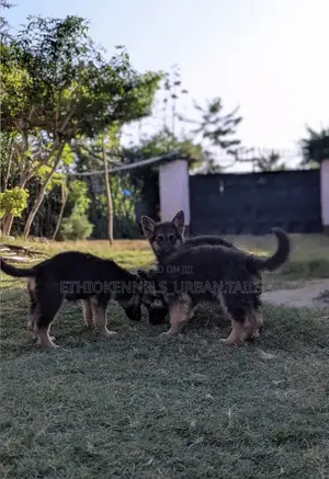 1-3 months Male Purebred German Shepherd