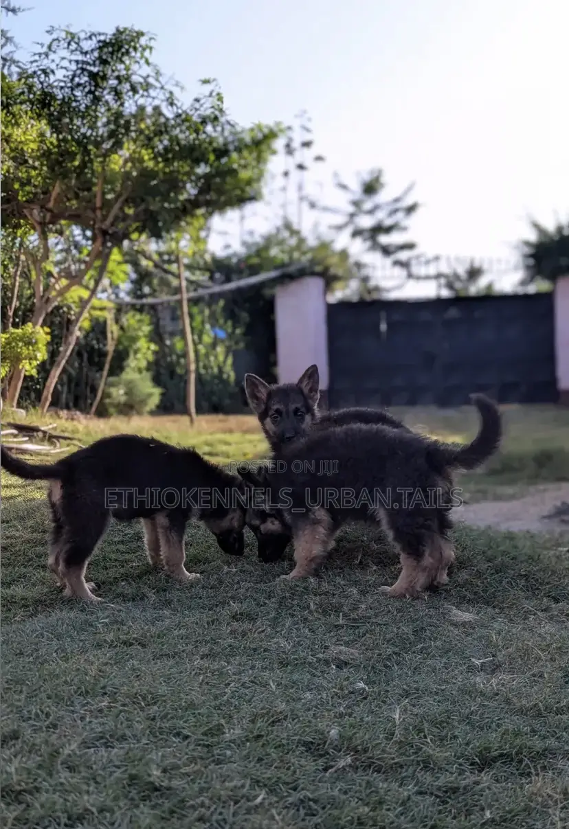 1-3 months Male Purebred German Shepherd