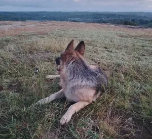 1-3 months Male Purebred German Shepherd