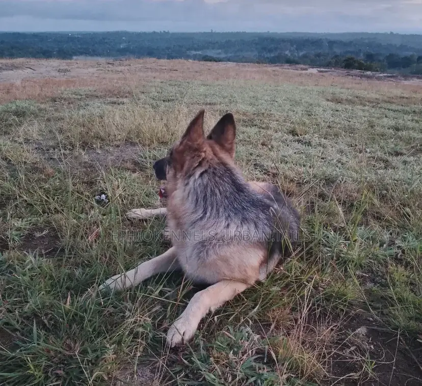 1-3 months Male Purebred German Shepherd