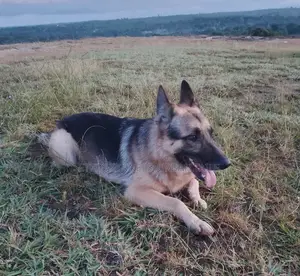 1-3 months Male Purebred German Shepherd