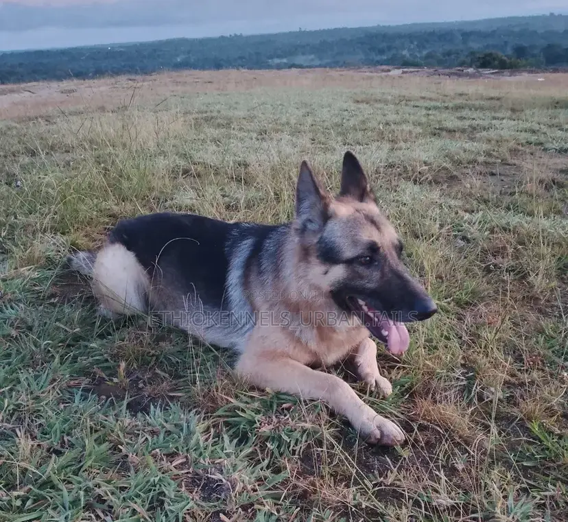 1-3 months Male Purebred German Shepherd