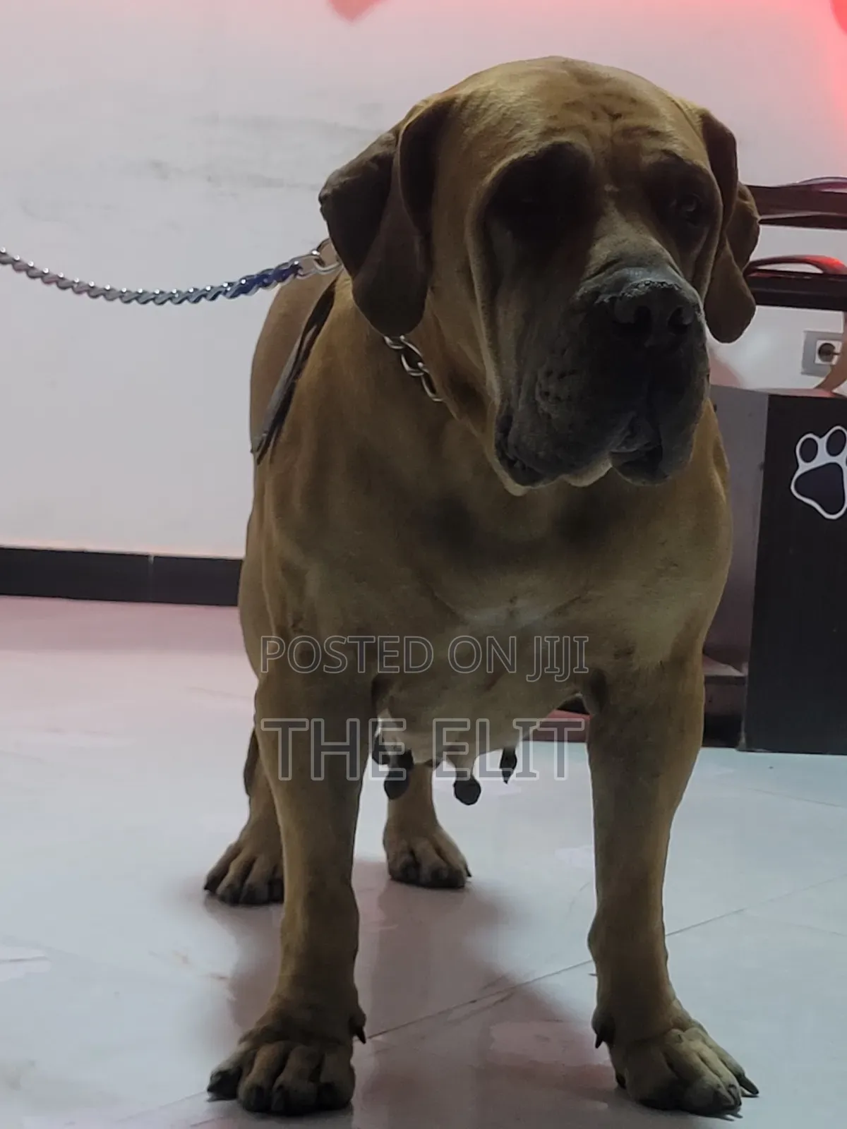 1-3 months Male Purebred Boerboel