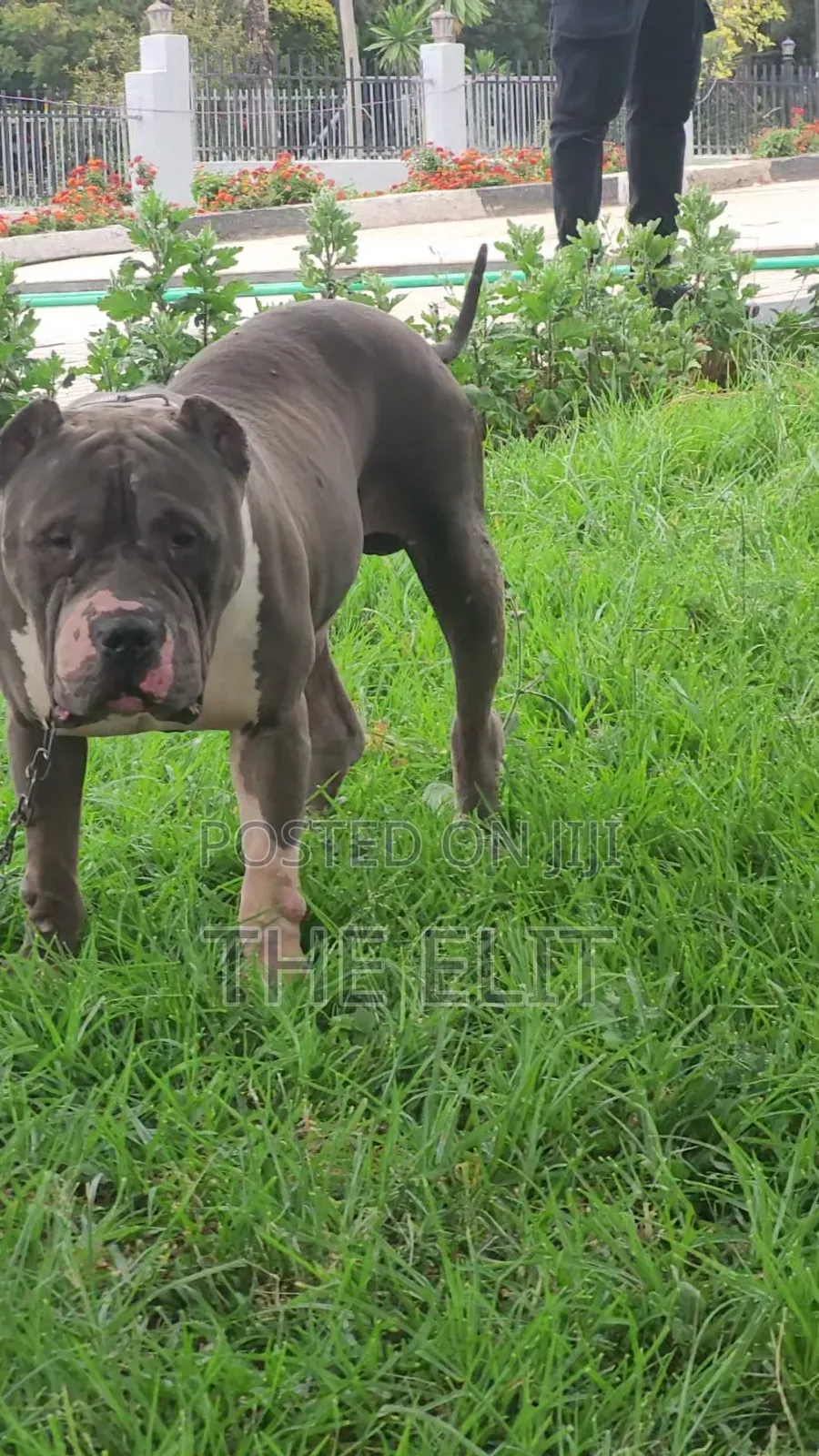 1-3 months Male Purebred American Bully