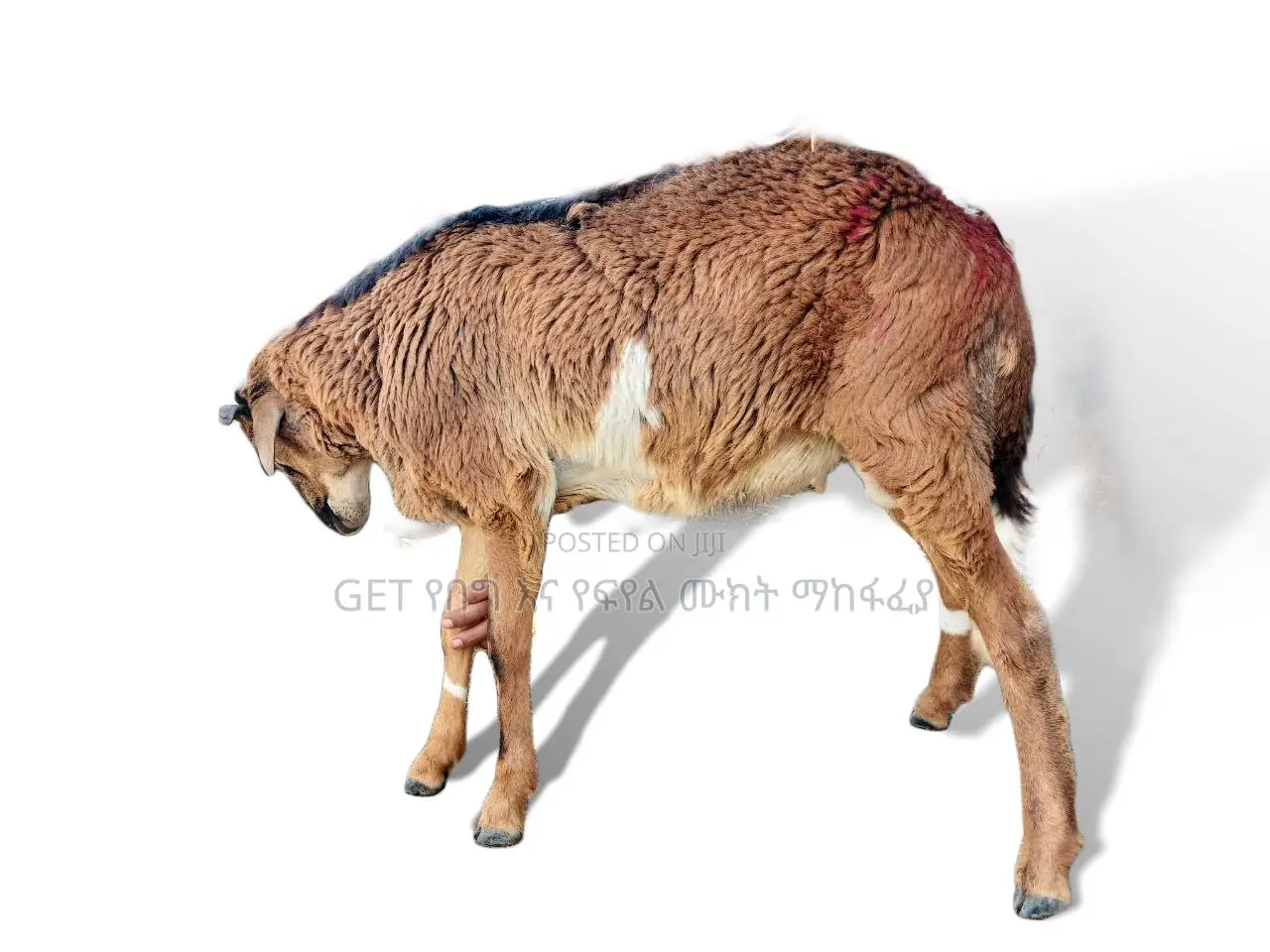 የበግ ሙክት በተመጣጣኝ ዋጋ አቅርበንላችኋል