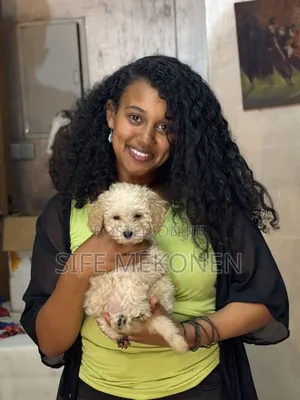 1-3 months Male Purebred Poodle