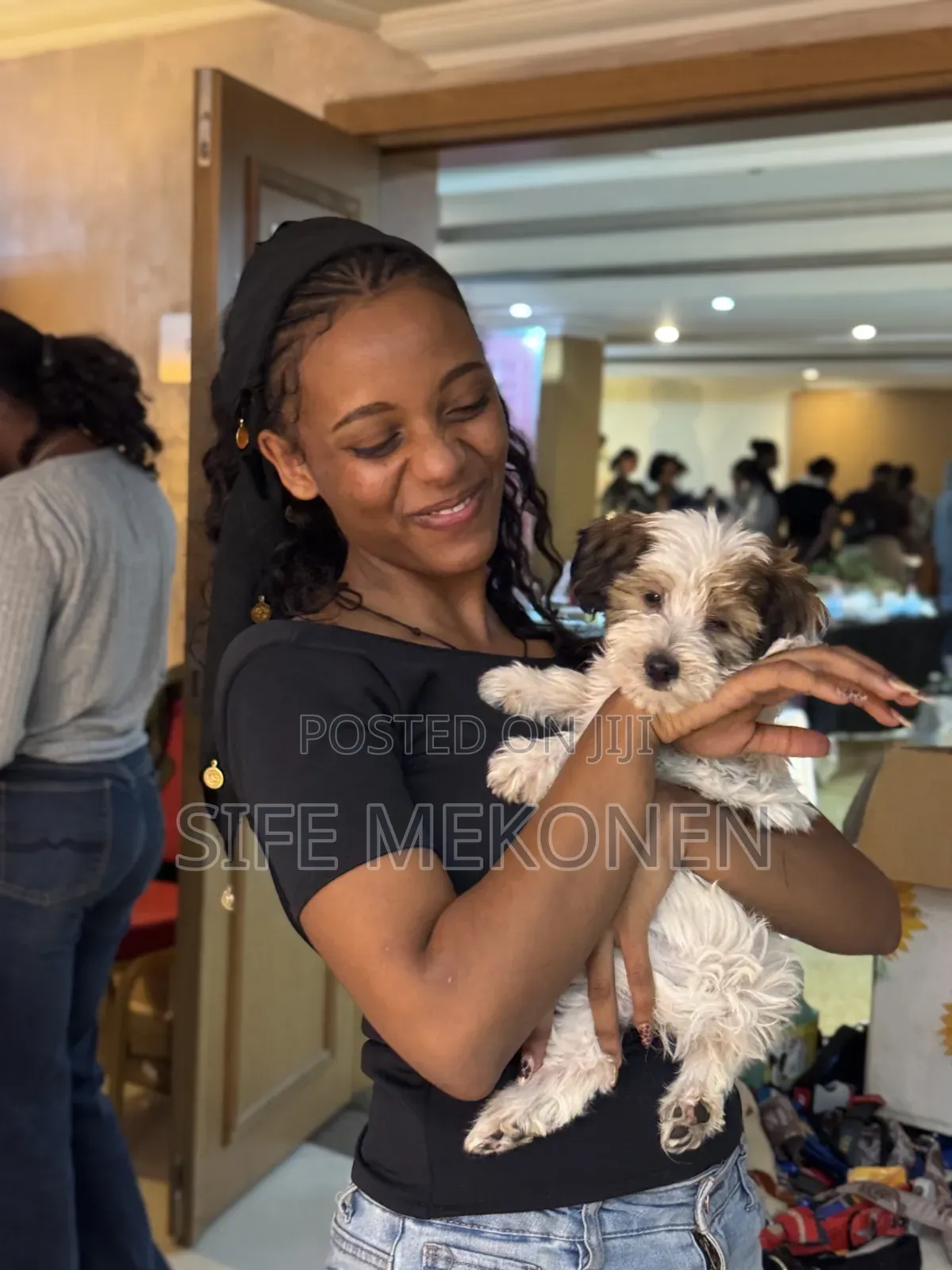 1-3 months Male Purebred Maltese